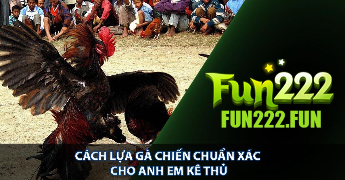 Cách lựa gà chiến chuẩn xác cho anh em kê thủ