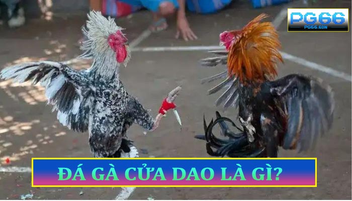 Đá-Gà-Cửa-Dao-Là-Gì