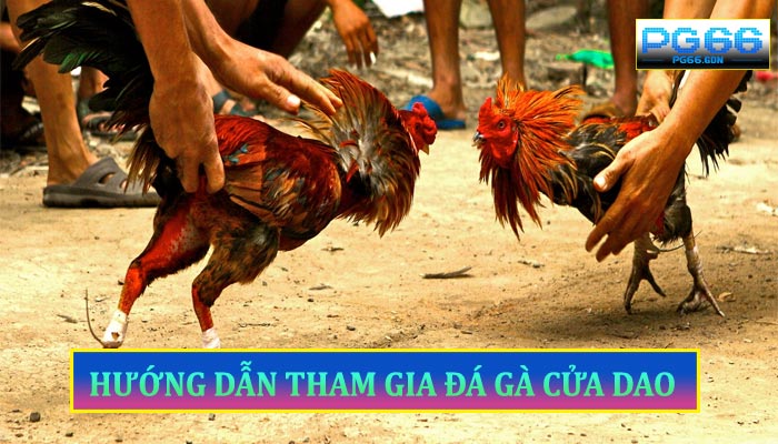 Hướng Dẫn Tham Gia Đá Gà Cửa Dao