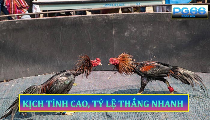 Kịch Tính Cao, Tỷ Lệ Thắng Nhanh