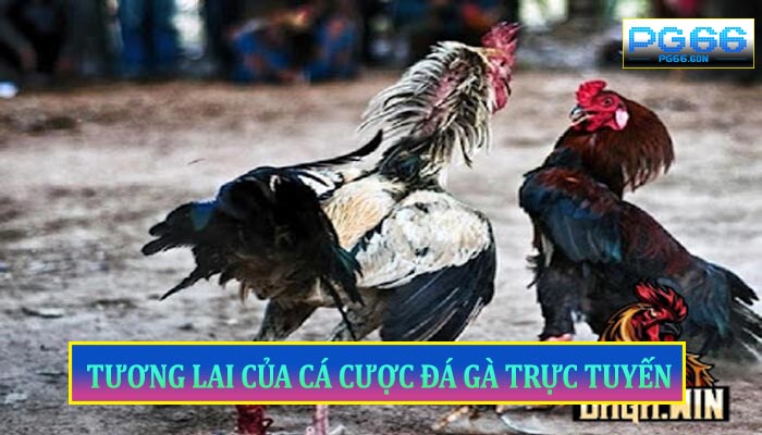 Tương Lai Của Cá Cược Đá Gà Trực Tuyến