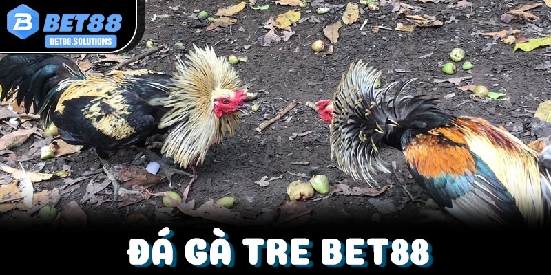Đá Gà Tre Bet88 – Tìm Hiểu Hình Thức Thi Đấu Hấp Dẫn
