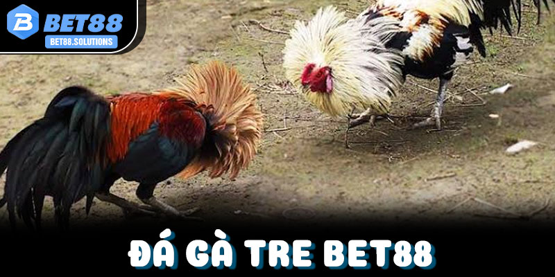 Kinh nghiệm phân tích trận đá gà tre dành cho người mới