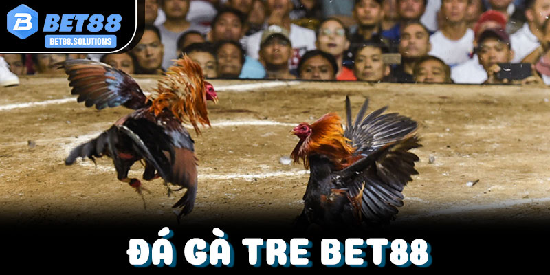 Giải đáp tất cả các câu hỏi thường gặp về luật thi đấu, tỷ lệ kèo và kinh nghiệm cược đá gà tre Bet88
